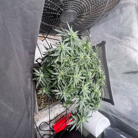 Yoda soda  growlog timeline photo