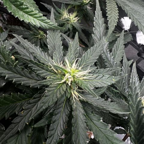 Yoda soda  growlog timeline photo