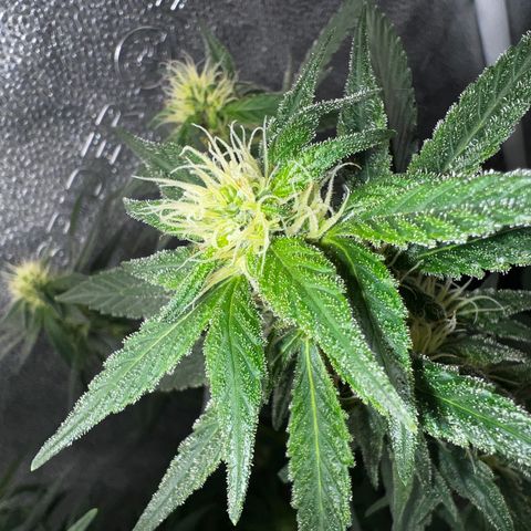 Purple queen growlog timeline photo