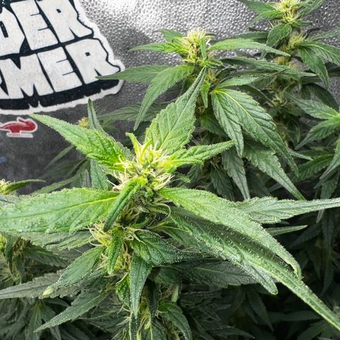 Purple queen growlog timeline photo