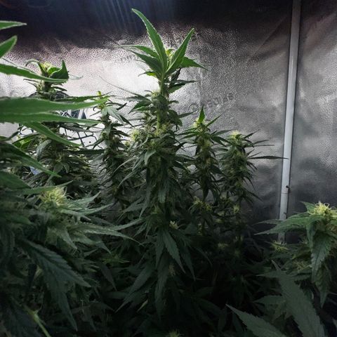 Purple queen growlog timeline photo