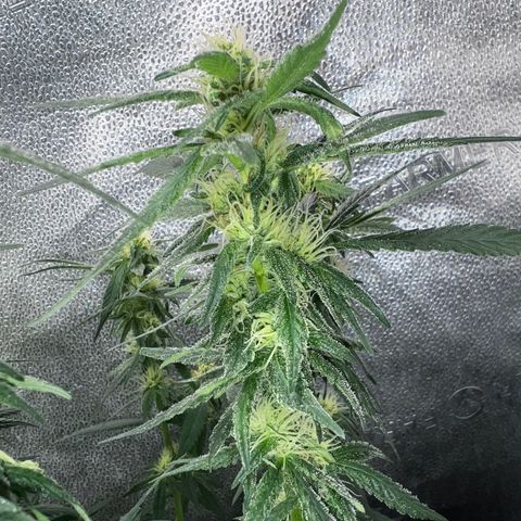 Purple queen growlog timeline photo