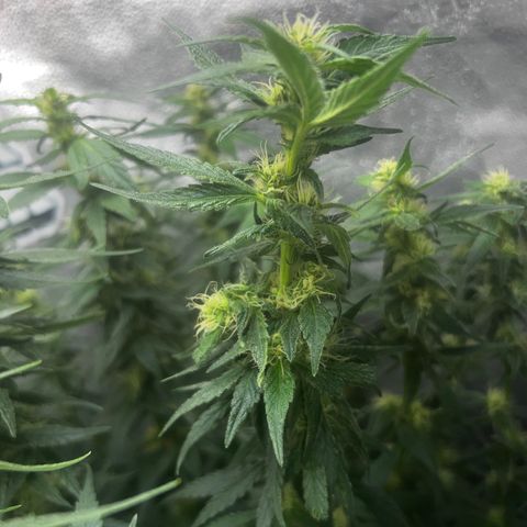Purple queen growlog timeline photo