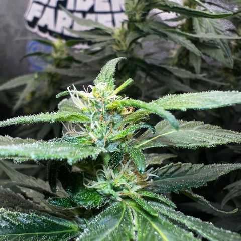 Purple queen growlog timeline photo