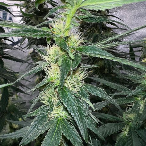 Purple queen growlog timeline photo