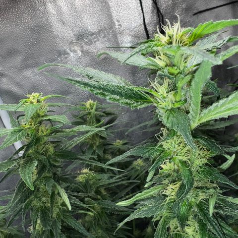 Purple queen growlog timeline photo