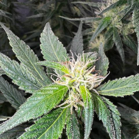 Purple queen growlog timeline photo