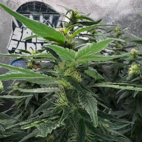 Purple queen growlog timeline photo