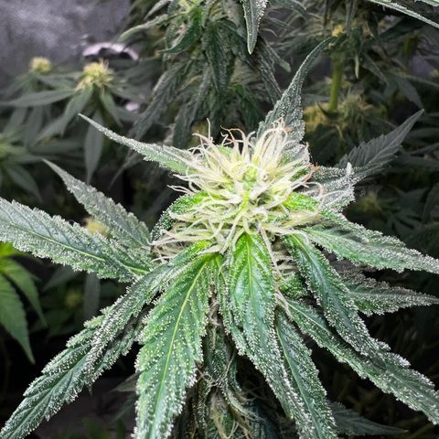 Purple queen growlog timeline photo