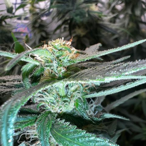 Purple queen growlog timeline photo