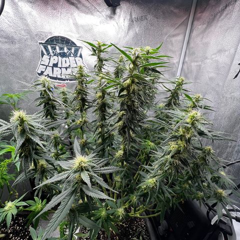 Purple queen growlog timeline photo