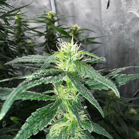 Purple queen growlog timeline photo