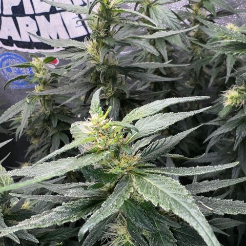 Purple queen growlog timeline photo