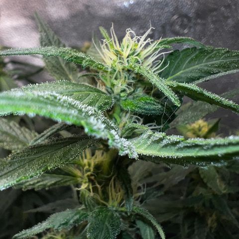 Purple queen growlog timeline photo