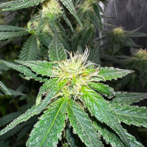 Purple queen growlog timeline photo