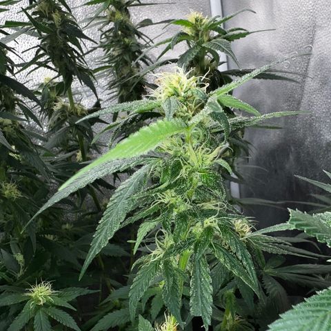 Purple queen growlog timeline photo