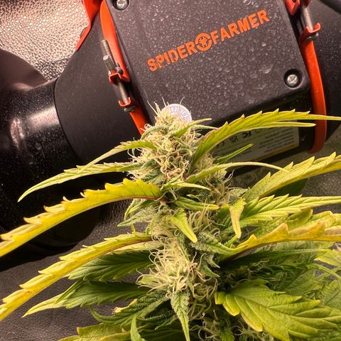 Purple queen growlog timeline photo