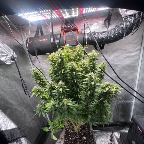 Purple queen growlog timeline photo