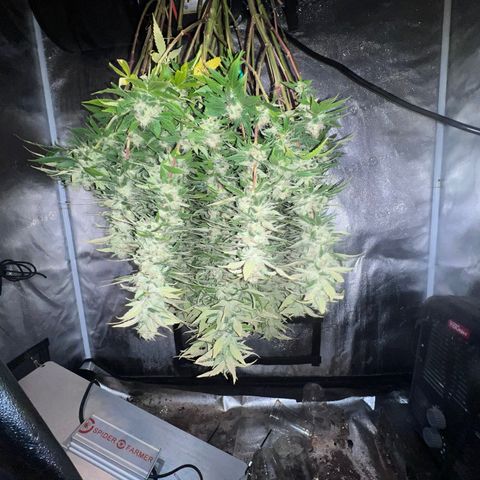 Purple queen growlog timeline photo