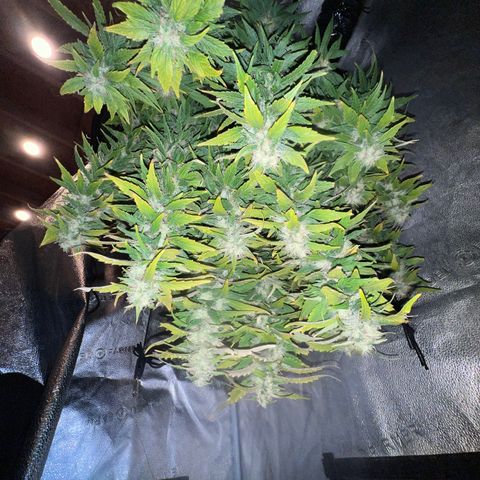 Purple queen growlog timeline photo
