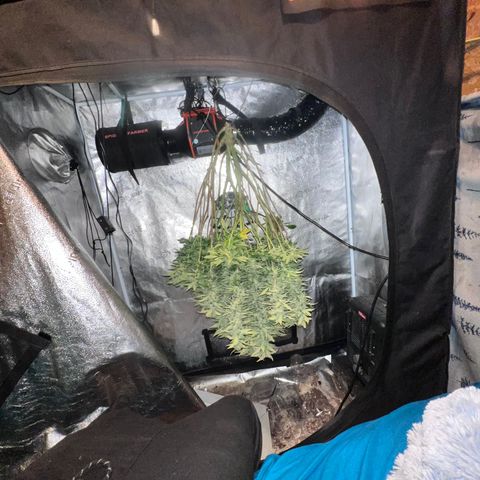 Purple queen growlog timeline photo