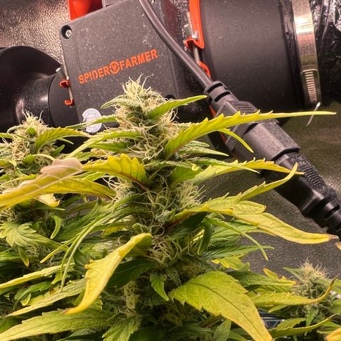 Purple queen growlog timeline photo