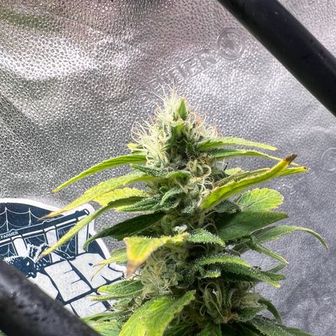 Purple queen growlog timeline photo