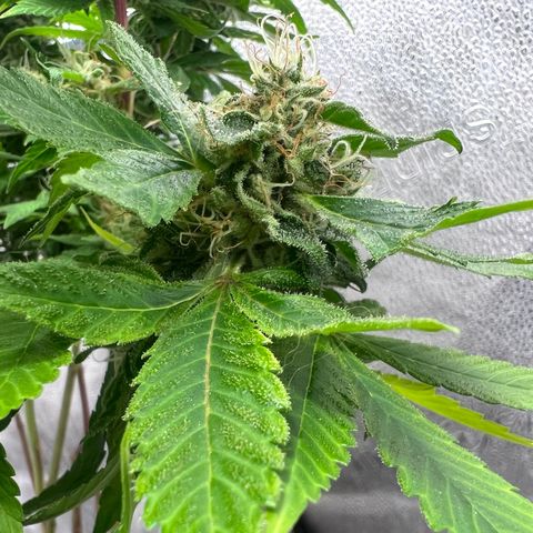 Purple queen growlog timeline photo