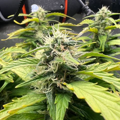 Purple queen growlog timeline photo