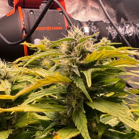Purple queen growlog timeline photo