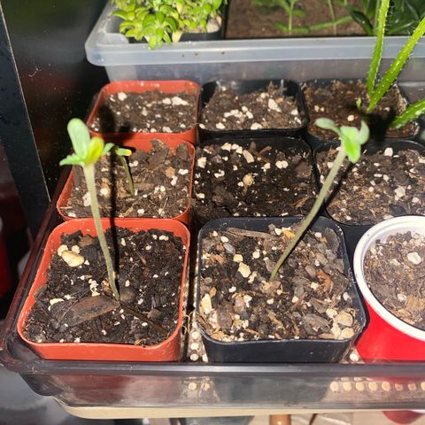 Sleepy jock  growlog timeline photo