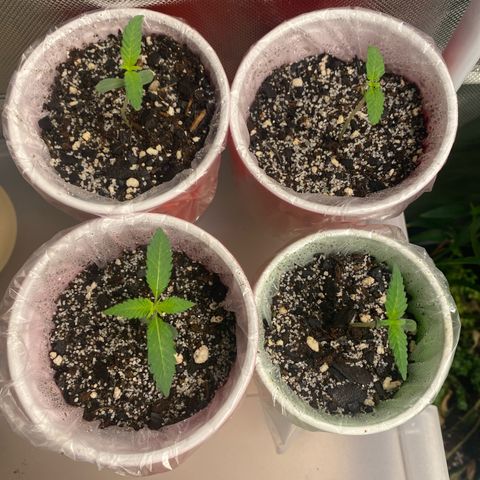 Sleepy jock  growlog photo:  Male Pheno hunt 