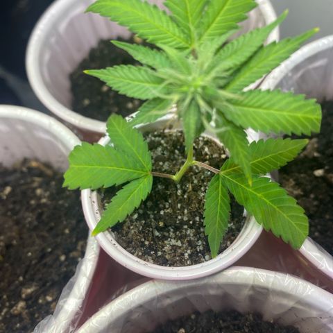  Jokerz 31 growlog timeline photo