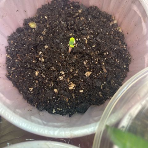  Jokerz 31 growlog timeline photo