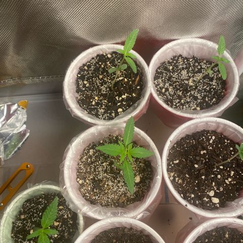 Sleepy jock  growlog photo: Light was changed back to 18 hours on 🤦🏻‍♂️ looking good tho