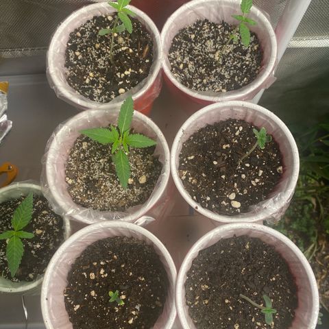  Jokerz 31 growlog photo: Jokerz31 is to the right second down