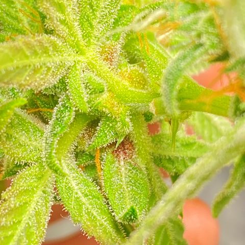 Sleepy jock  growlog photo: Red color coming through on the northern light x unclassified mist  auto  