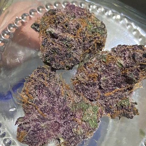 Sleepy jock  growlog photo: Unclassified mist x northern light f1 = northern mist 