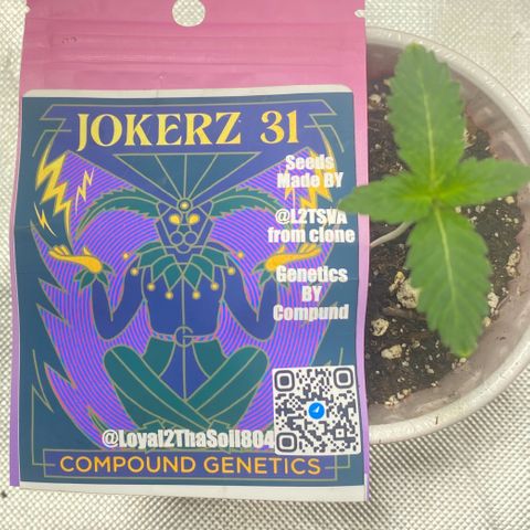  Jokerz 31 growlog timeline photo