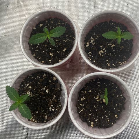 Jokerz 31 growlog timeline photo