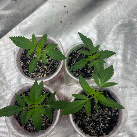 Sleepy jock  growlog photo:  Regular  bag seed 