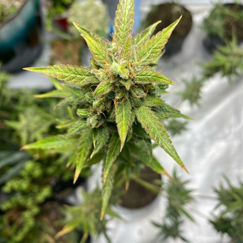  Jokerz 31 growlog photo: Red northern light  auto 