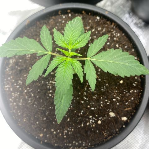 Sleepy jock  growlog timeline photo