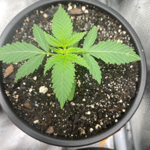 Sleepy jock  growlog timeline photo