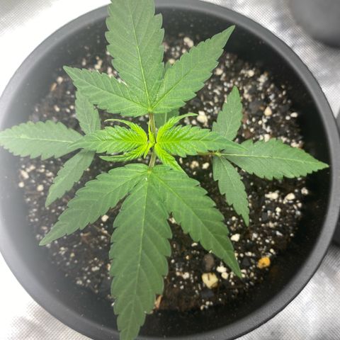 Sleepy jock  growlog timeline photo