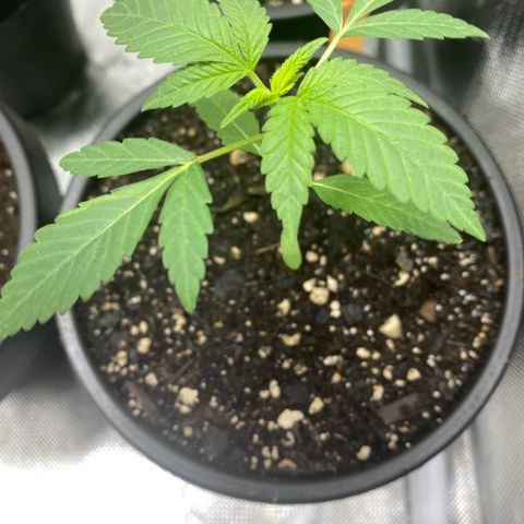 Sleepy jock  growlog timeline photo