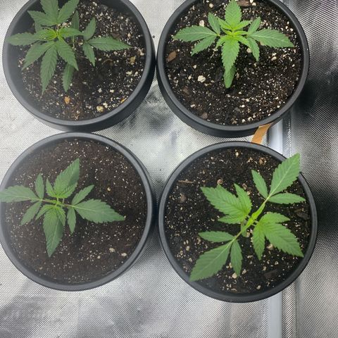 Sleepy jock  growlog timeline photo