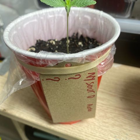  Jokerz 31 growlog timeline photo