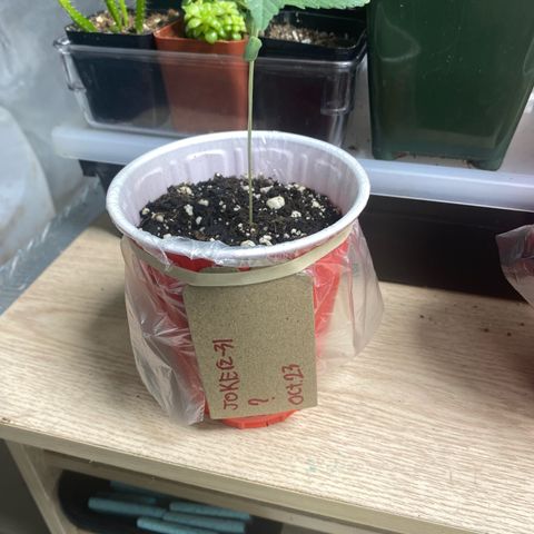  Jokerz 31 growlog timeline photo