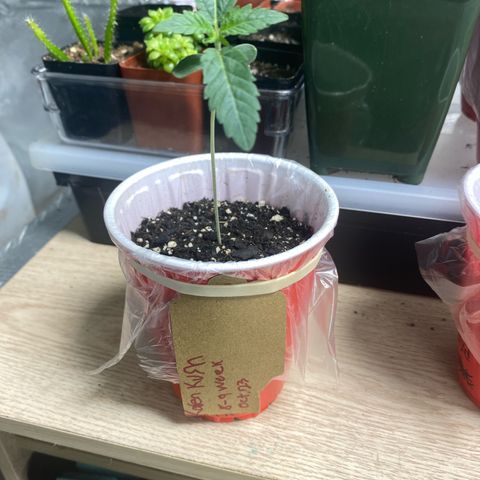  Jokerz 31 growlog timeline photo